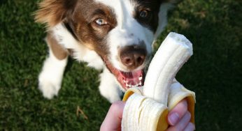Cachorro pode comer casca de banana ou ela é tóxica?