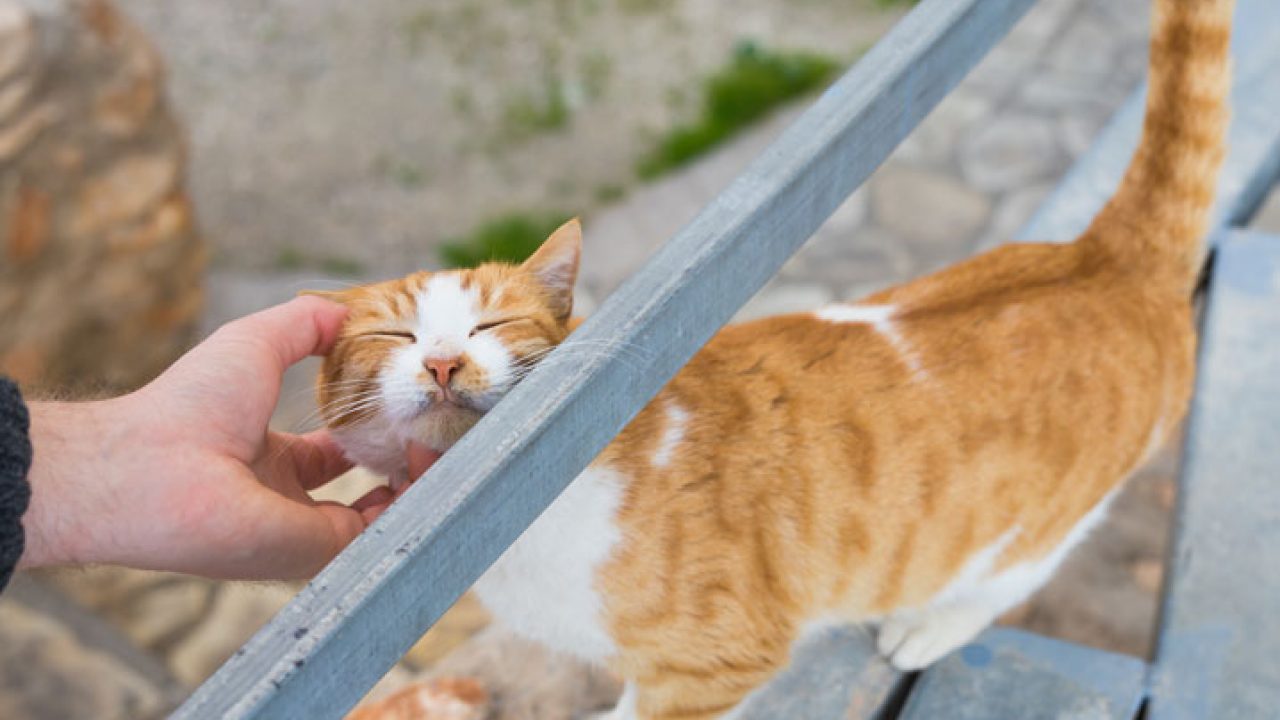 Aprenda a desenhar patas fofinhas de gatos, cachorros e muitos outros