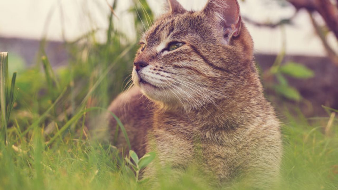 Nomes De Gatos De Desenhos Animados