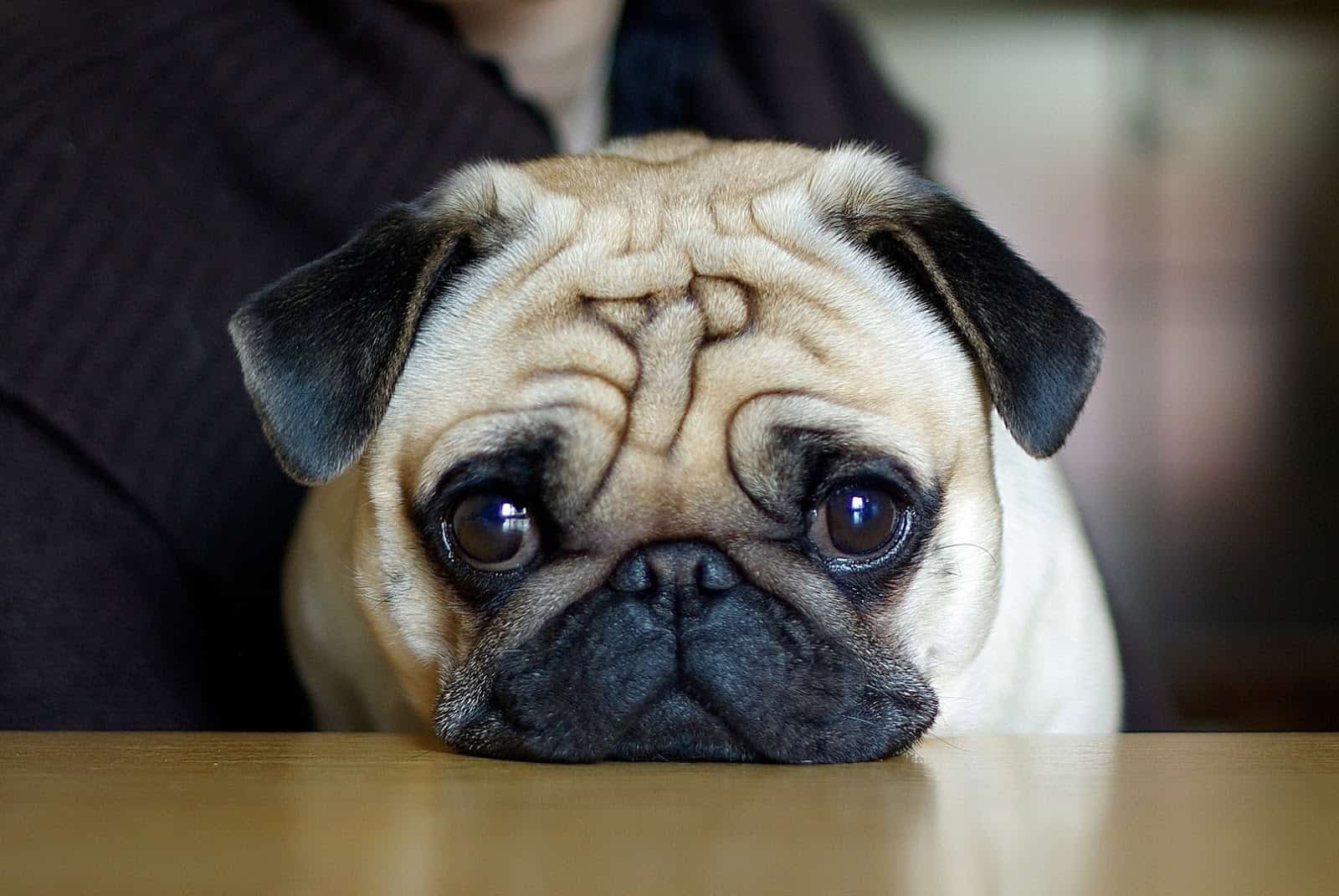 24 Raças de Cachorros Grandes para Escolher a Ideal - Amor aos Pets