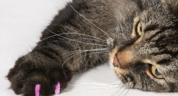 É normal gato roer unha? Entenda esse comportamento curioso