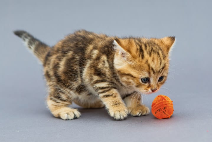 Bola de pelo em gatos: o que é e o que fazer para evitar
