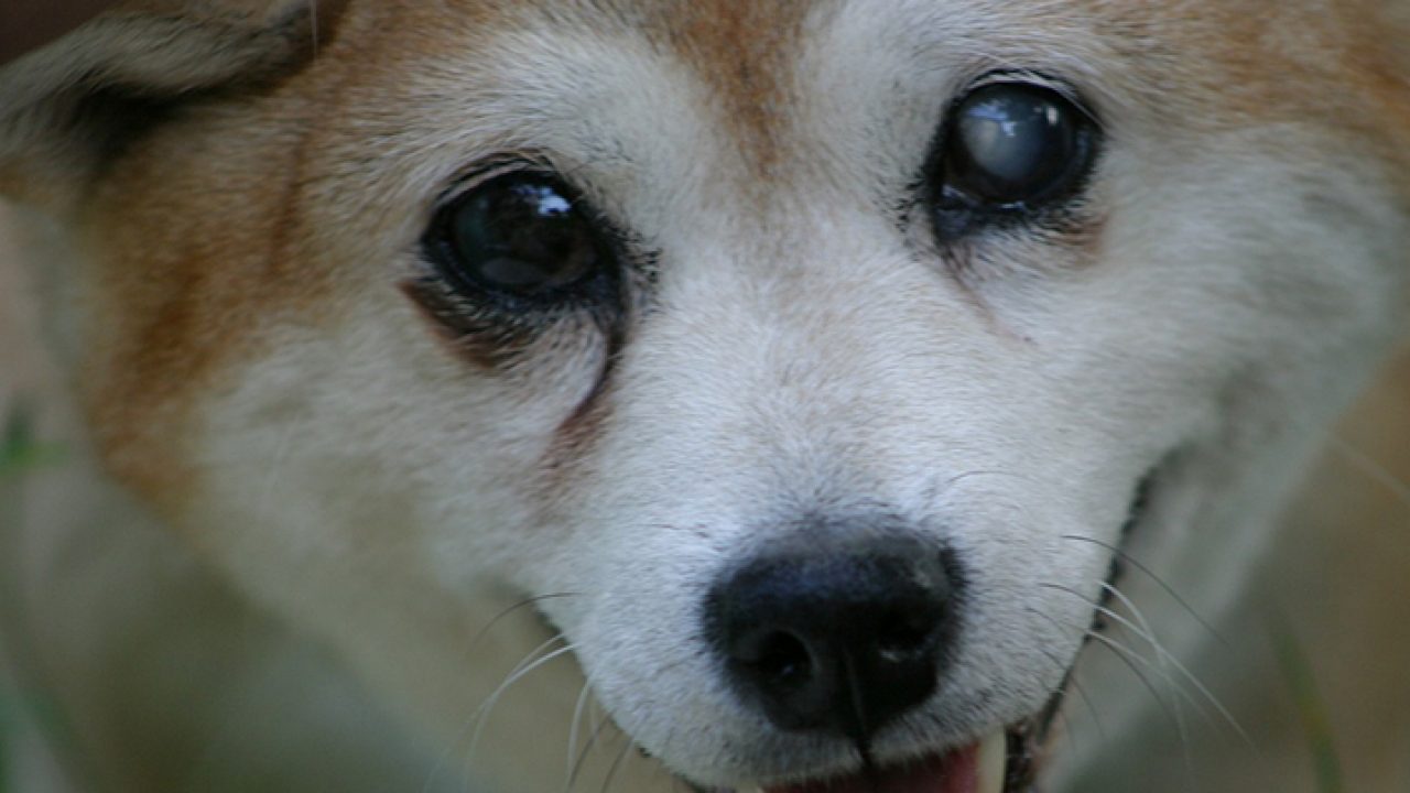 Cegueira em cachorro: conheça causas, sintomas e tratamento - Blog Petz