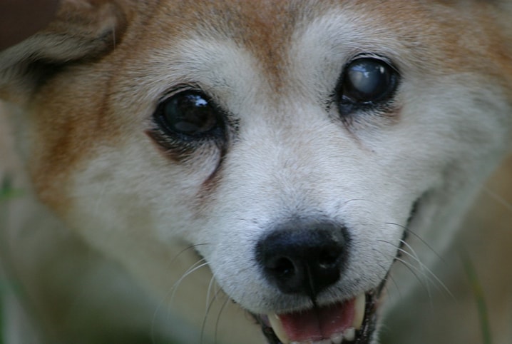 Cegueira em cachorro: conheça causas, sintomas e tratamento