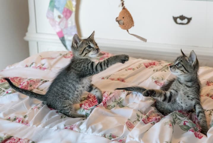 gatos filhotes brincando