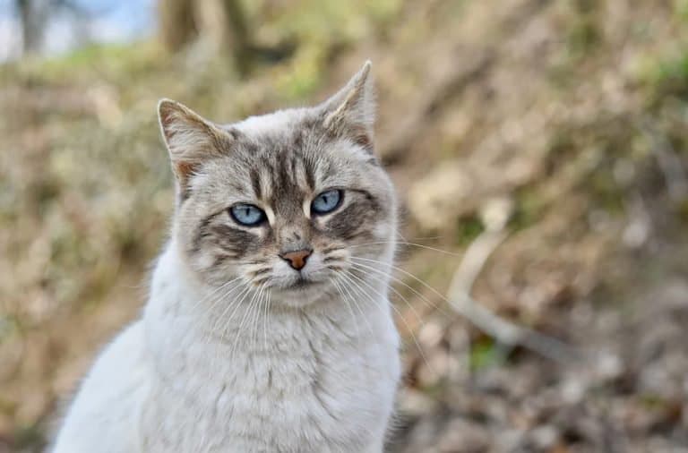 Esporotricose: causas, sintomas e tratamento dessa doença comum em gatos