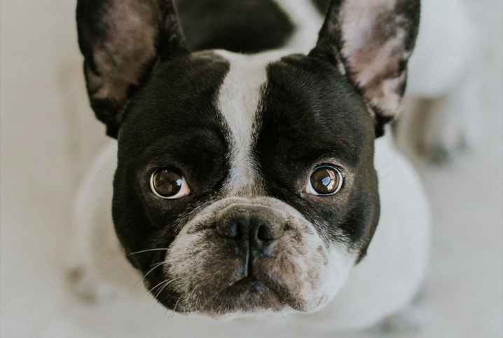 diagnostico de giardia em caes