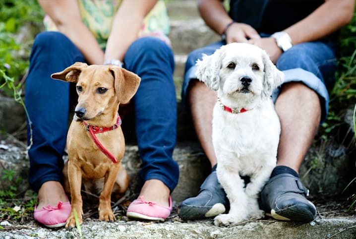 Como adotar um cachorro em Nova York - nossa experiência! – Blog