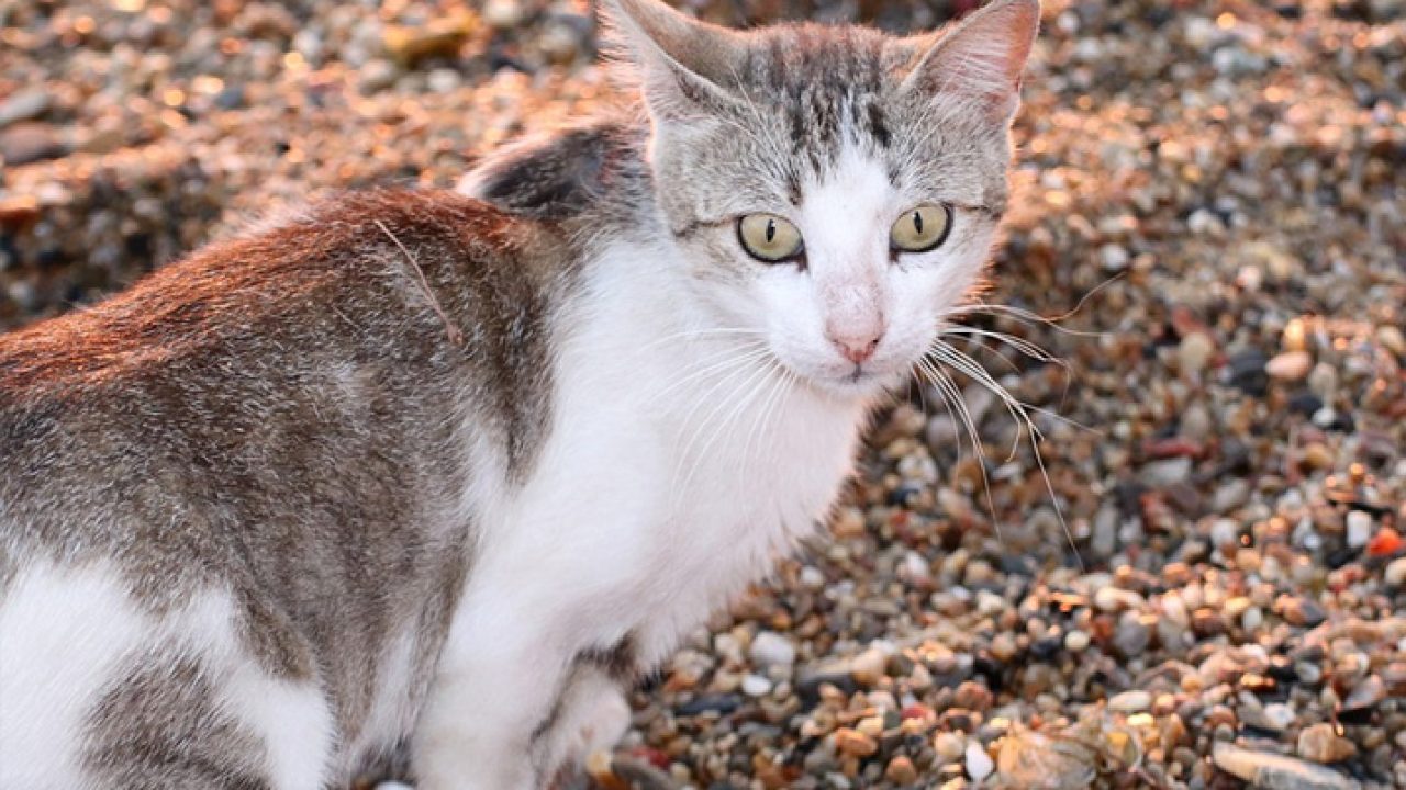 Caixa de areia para gatos: saiba escolher a melhor opção