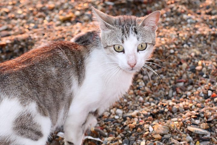 Areia para gato: qual é a melhor opção?