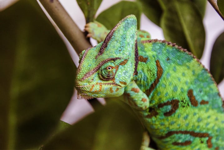 Cobra mais bonita do mundo: conheça 3 fortes candidatas