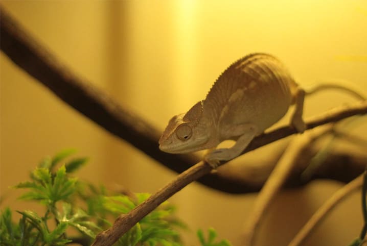 Terrário para répteis: como montar o lar desses pets tão especiais