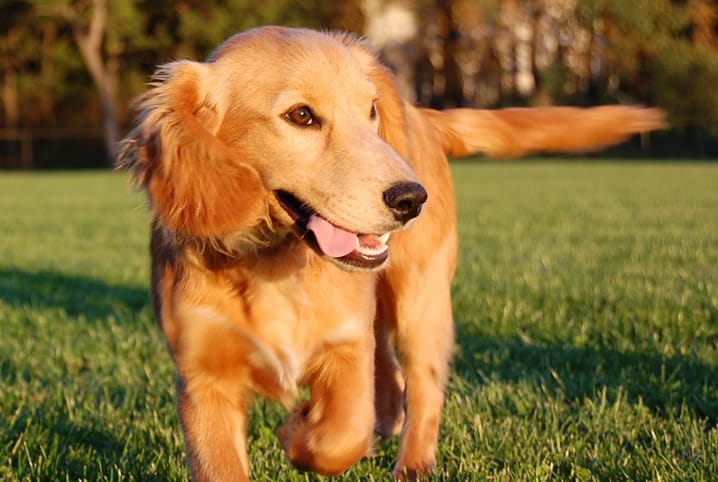 Coprofagia: causas e o que fazer para que o cão pare de ingerir as próprias fezes
