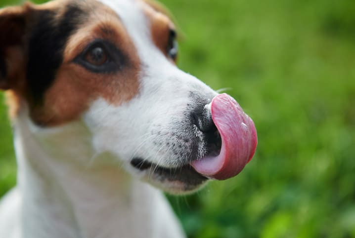 Coprofagia: causas e o que fazer para que o cão pare de ingerir as próprias  fezes - Blog Petz