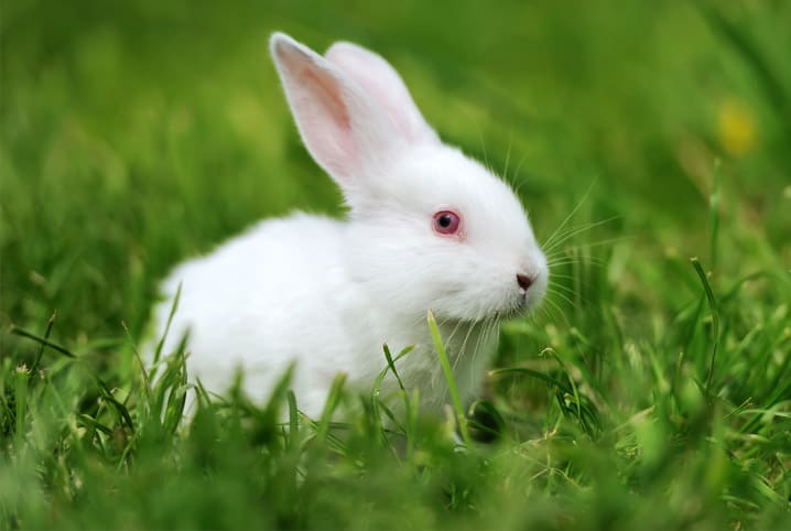 Dente de coelho: curiosidades e cuidados que você deve ter com eles