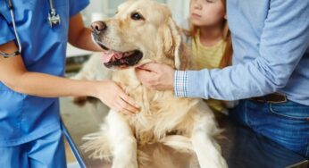 Conheça a dirofilariose canina, a doença do verme do coração