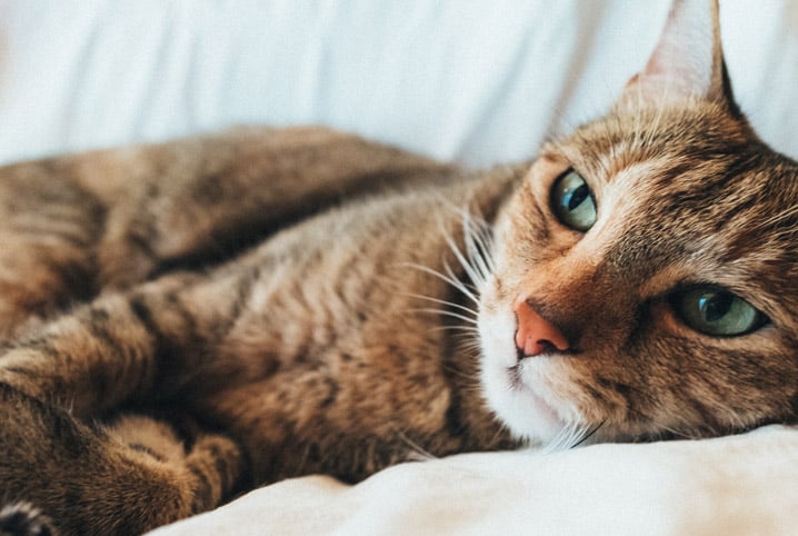 Felv felina: saiba mais sobre a chamada leucemia em gatos
