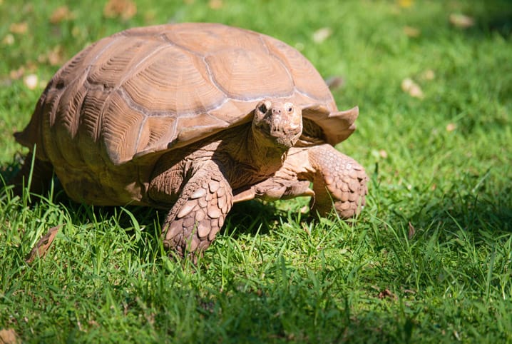 Cágado, jabuti e tartaruga: você sabe a diferença entre eles?