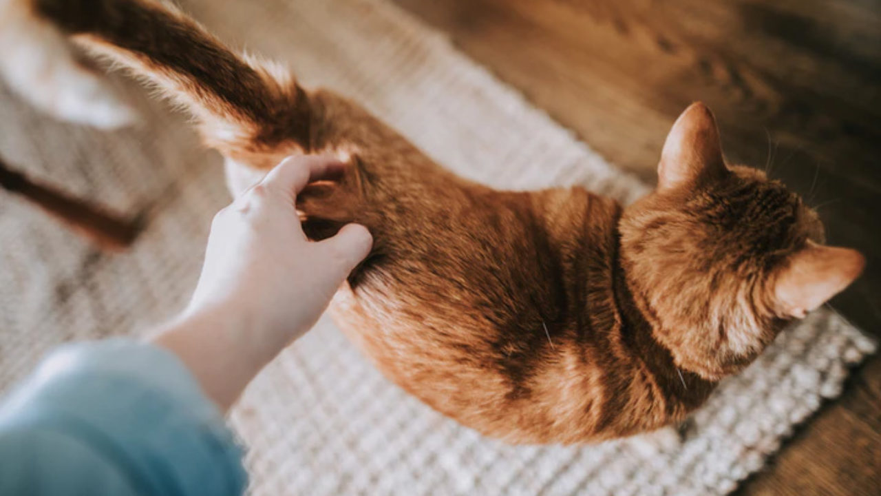 O gato de vocês também é calvo? : r/Gatos