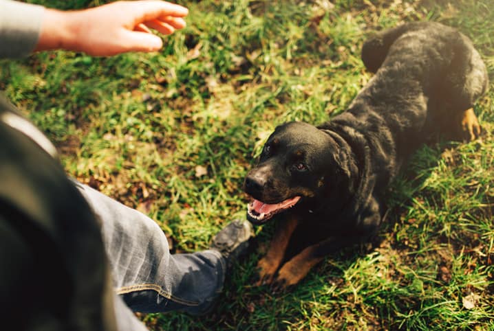 Como adotar um cachorro em Nova York - nossa experiência! – Blog