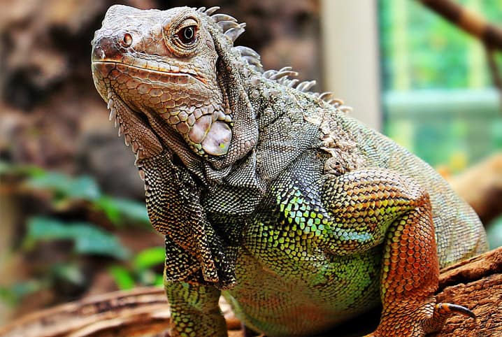 Como criar uma iguana: conheça os cuidados com esse réptil tão querido