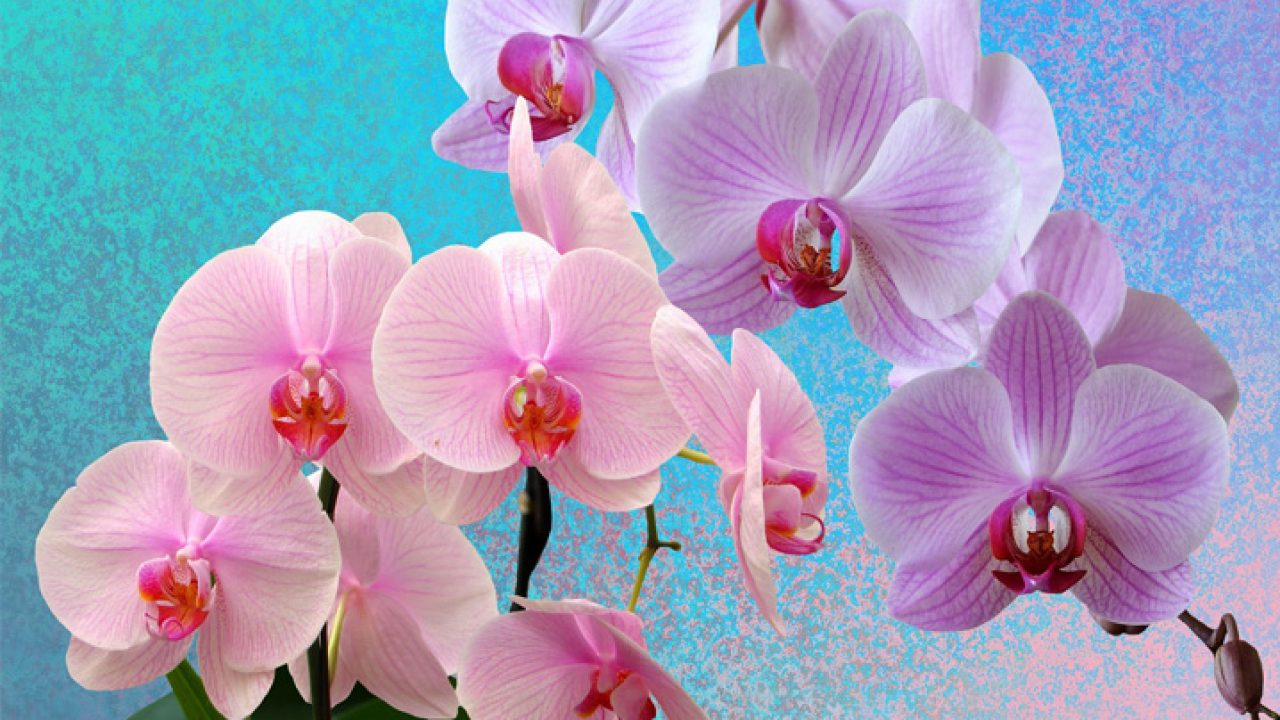 Como cuidar de orquídeas: o que fazer para elas florescerem - Blog Petz