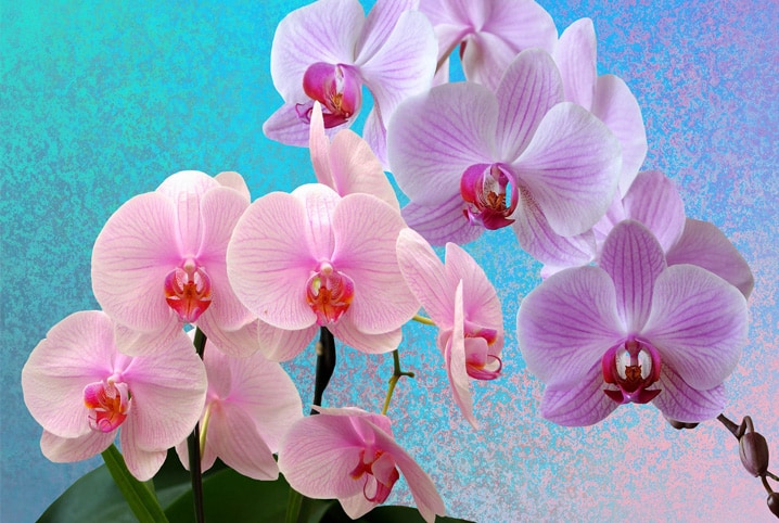 Como cuidar de orquídeas: o que fazer para elas florescerem
