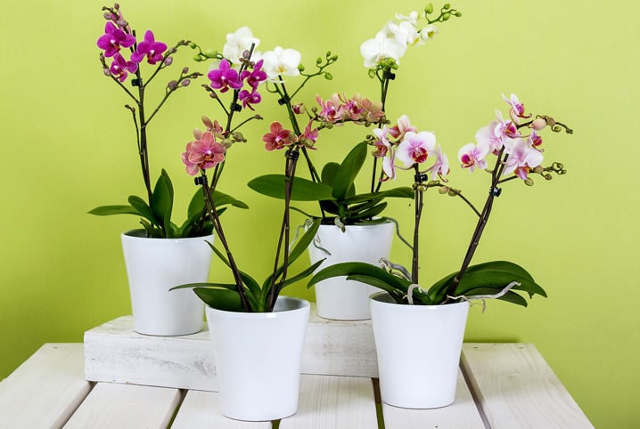 Como cuidar de orquídeas e o que fazer para elas florescerem 2 Quatro vasos brancos com orquídeas.