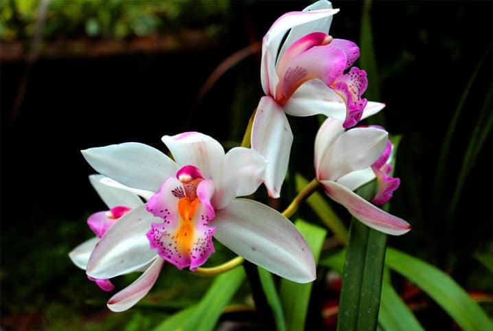 Como cuidar de orquídeas e o que fazer para elas florescerem 3 Orquídeas rosa e branca.