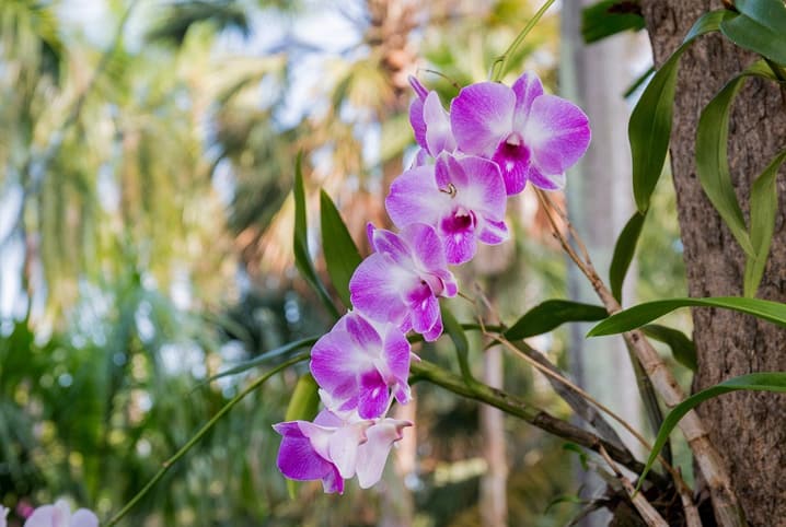 Como cuidar de orquídeas e o que fazer para elas florescerem 1 Orquidea com tons rosados.