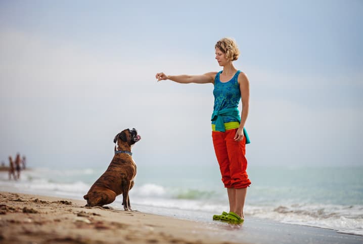 Adestrar cachorro em casa: veja por que e como fazer!