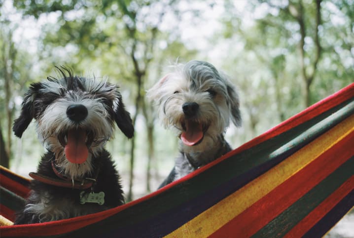 Como fazer dois cachorros se darem bem: veja as dicas