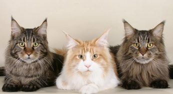 Como saber a raça do meu gato? Principais diferenças entre raças semelhantes