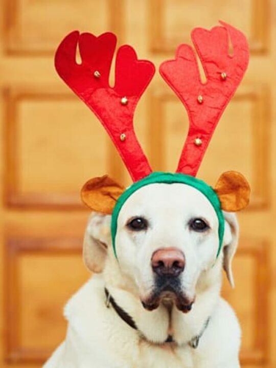 fantasia para cachorro 2