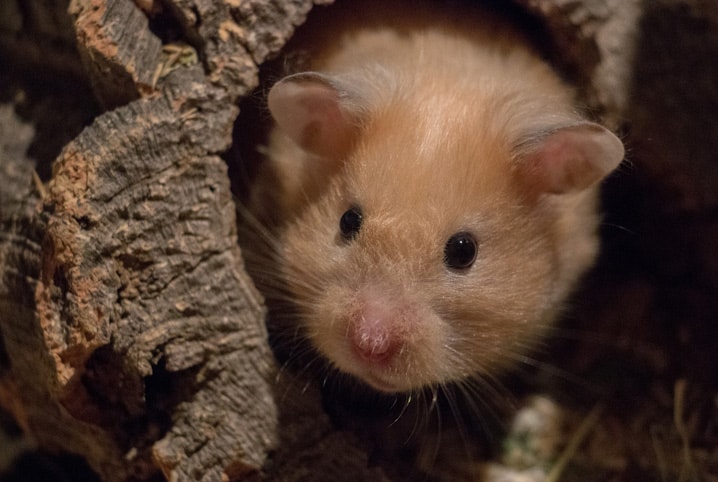 Doenças de hamster: causas e o que fazer para evitá-las