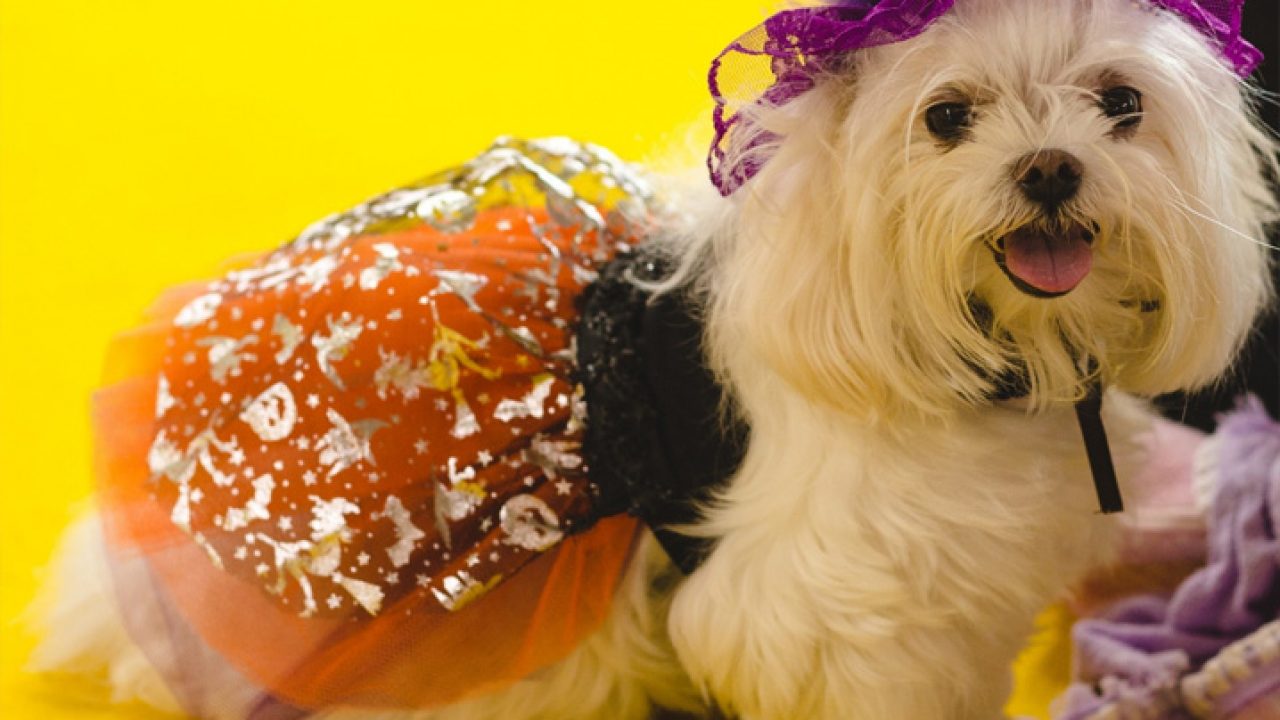 Halloween: 10 tutores e seus pets com fantasias combinando