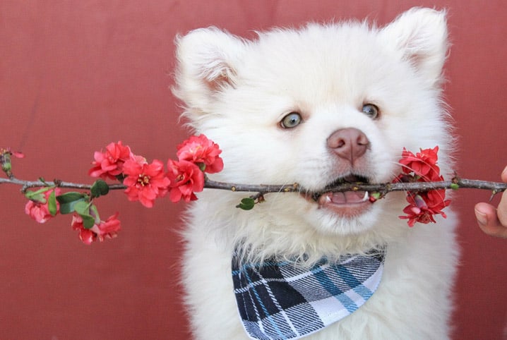 Plantas Venenosas Para Cachorros Proteja Seu Pet