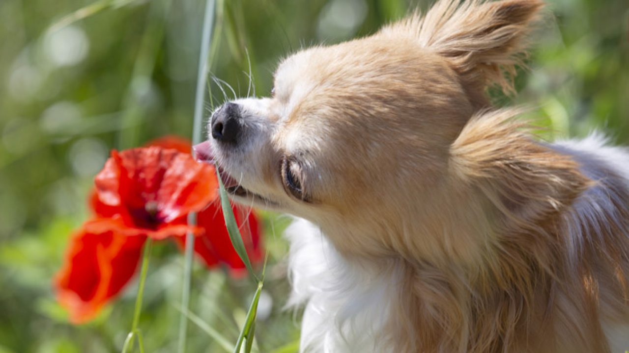 Plantas venenosas para cachorros: proteja seu pet