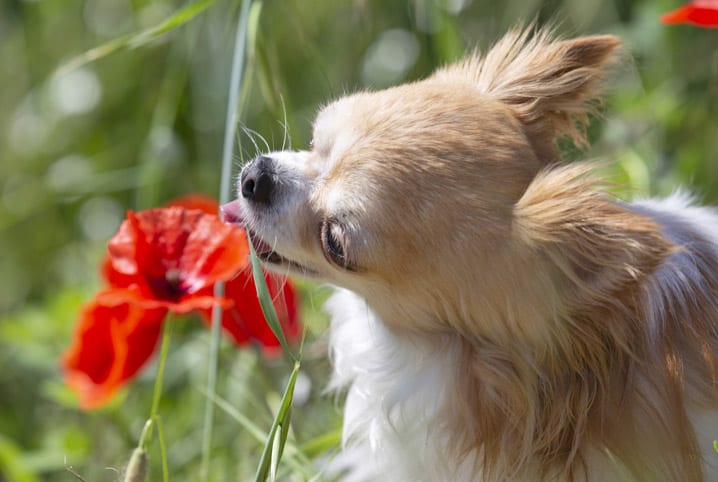 Plantas Venenosas Para Cachorros Proteja Seu Pet