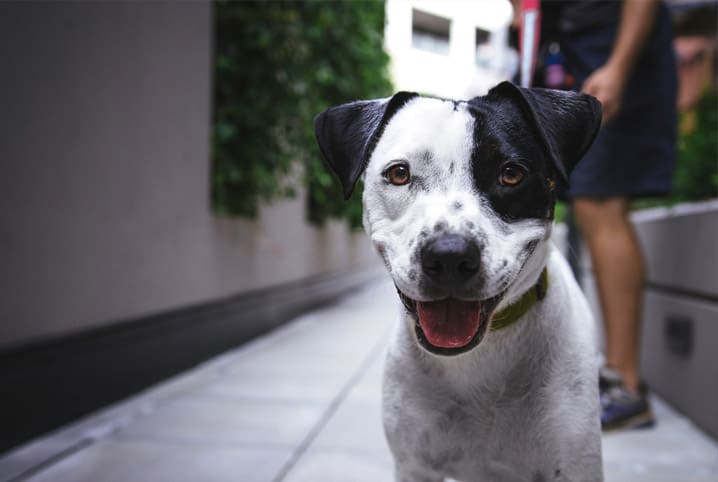 Repelente de insetos para cachorro: como e por que usá-lo