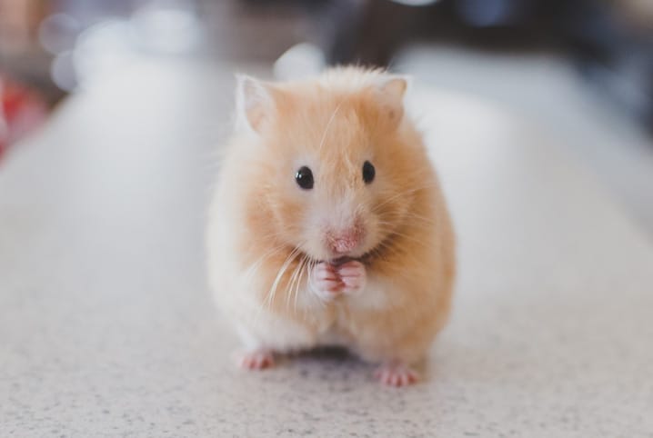 Brinquedos de hamster: veja os cuidados que você deve ter