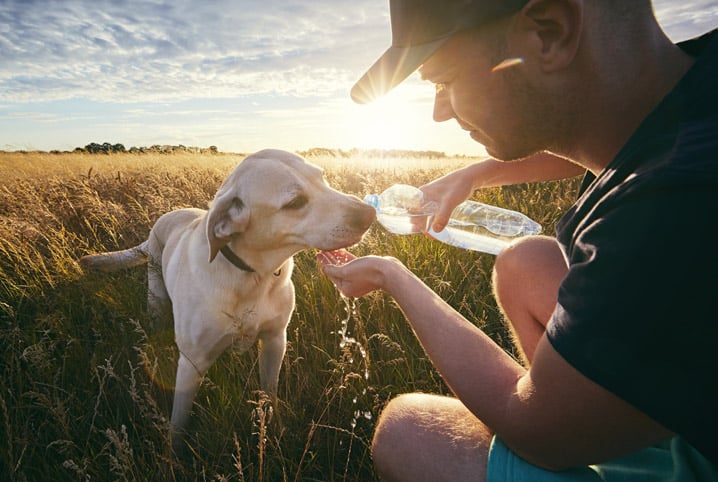 Como cuidar de cachorro no verão? Confira 10 dicas