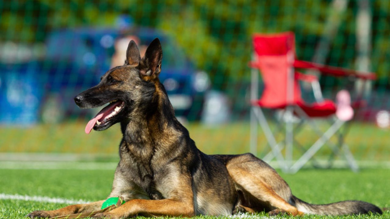 Protetor solar para cães: você sabe quando usar? | Petz Protetor solar para cães: você sabe quando usar? | Petz
