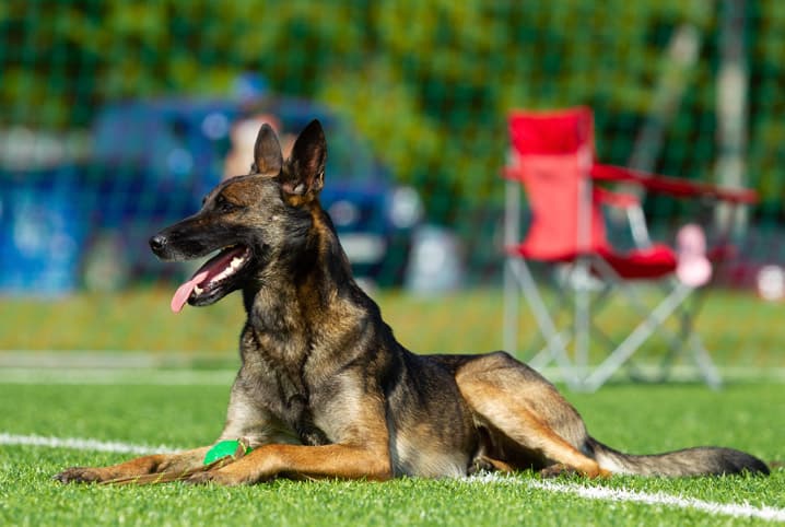 Protetor solar para cães: acabe com as dúvidas sobre o tema
