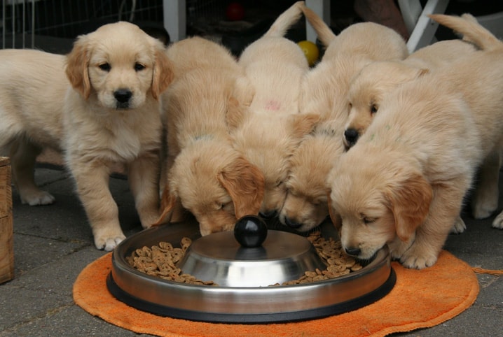 Alimentação de cachorro: 4 dicas para fazer a troca sem surpresas