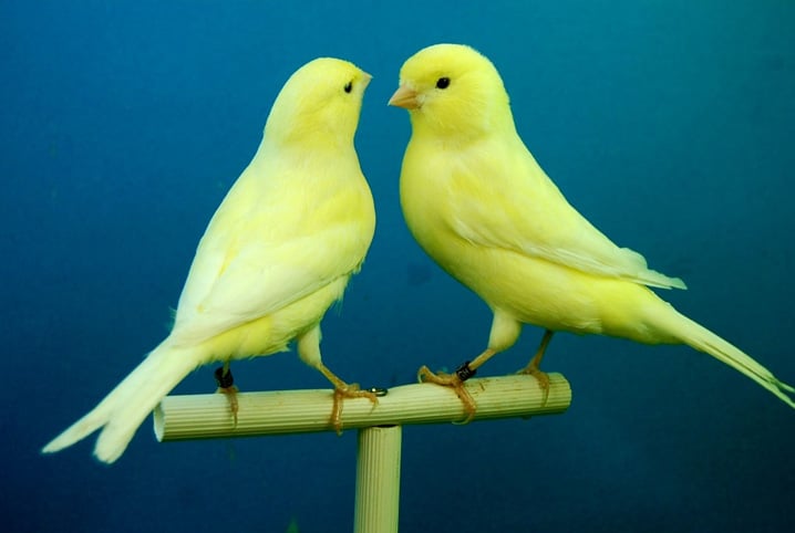 Conheça as espécies mais comuns de aves domésticas! | Petz