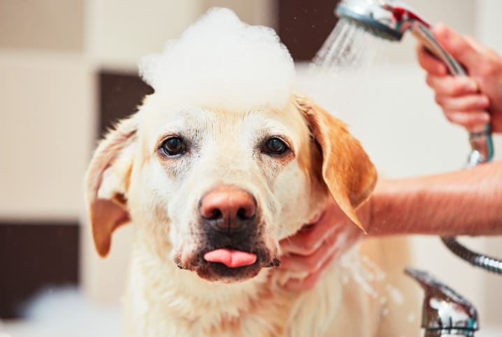 Saiba como lidar com o estresse do cachorro no banho e tosa