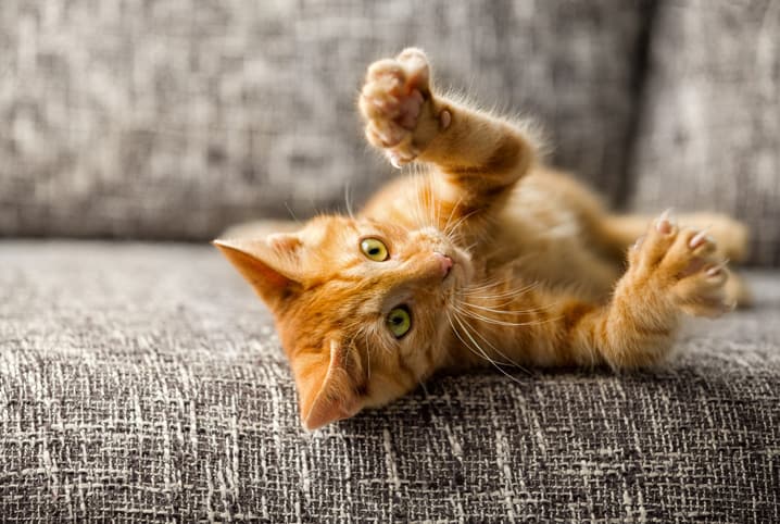 Como educar gatos a usarem o arranhador: conheça 5 dicas