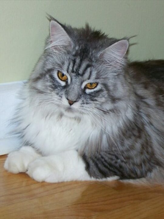 gatos peludos cuidar