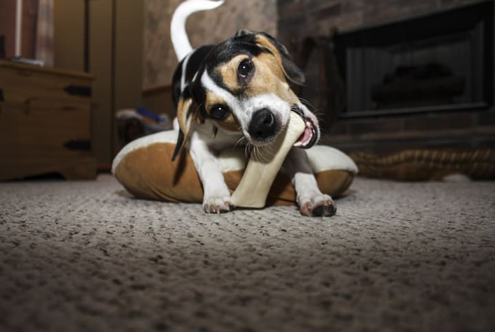 Osso para cachorro faz mal? Conheça os riscos